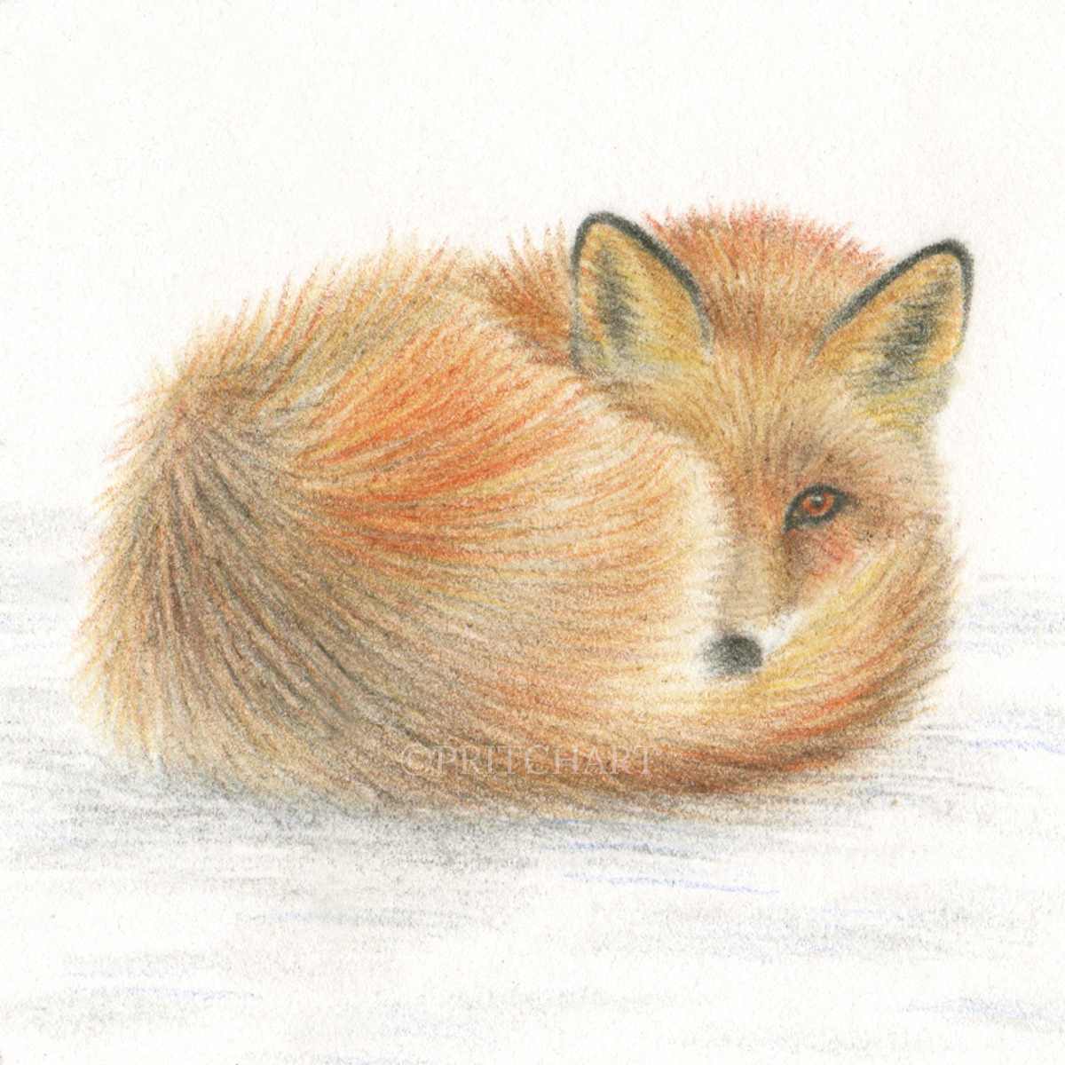 Fox thumbnail 2