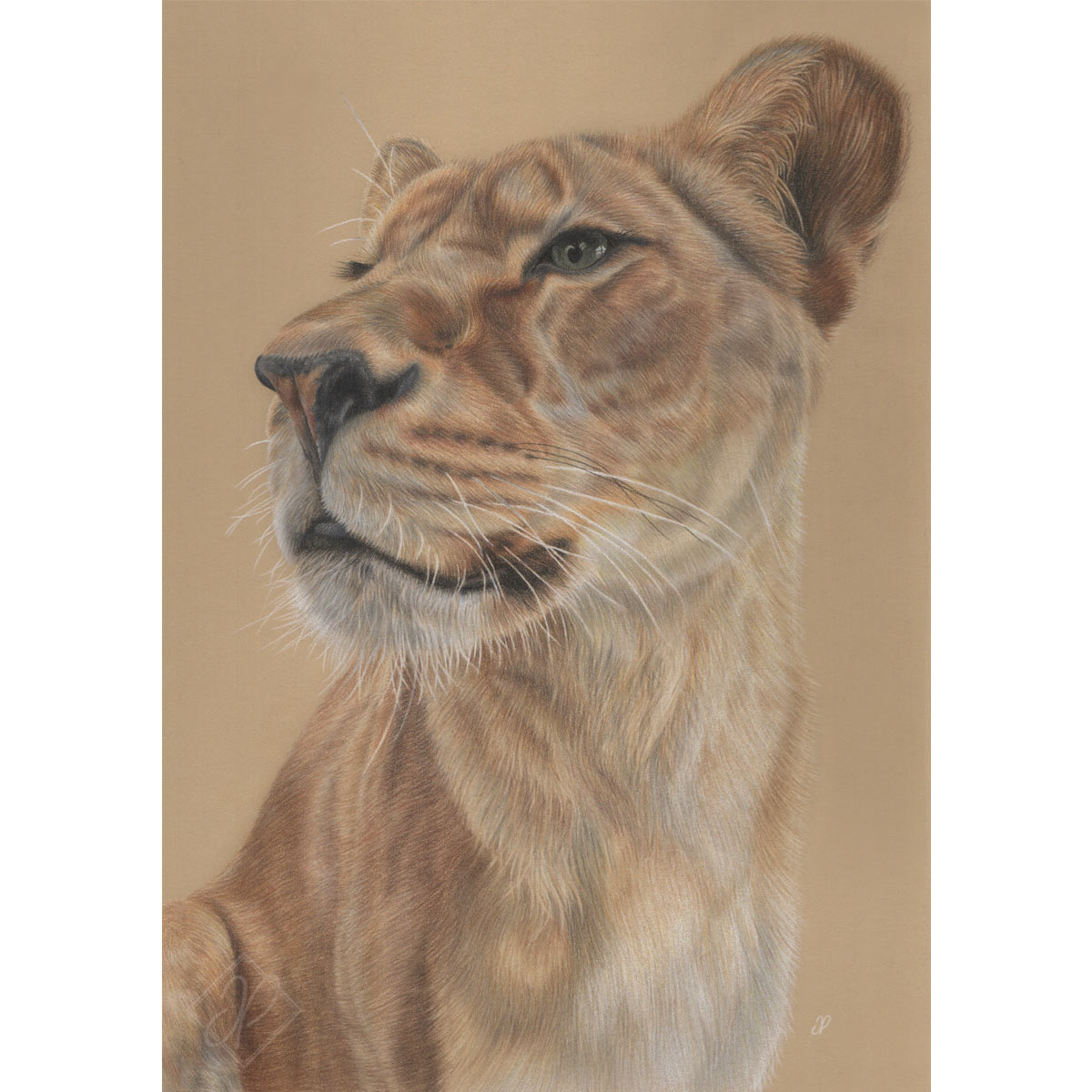 Gaze Print - Preview image  British Wildlife Art